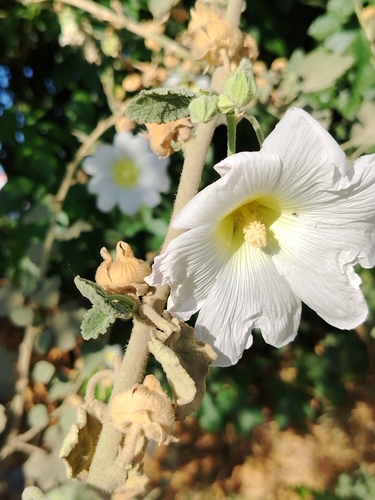 Alcea nudiflora, photograph 4