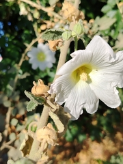Alcea nudiflora, photograph Orzigul Anvarova, CC BY, iNaturalist via GBIF
