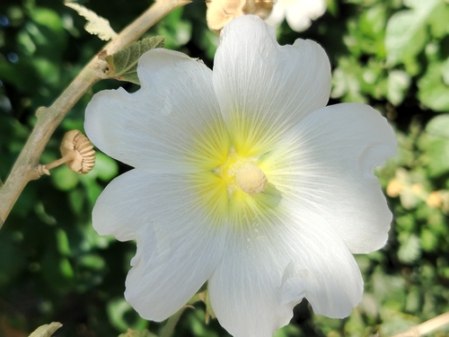 Alcea nudiflora, photograph 5