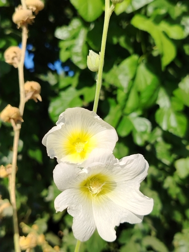 Alcea nudiflora, photograph 6