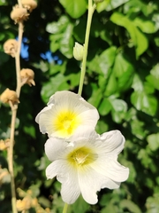 Alcea nudiflora, photograph Orzigul Anvarova, CC BY, iNaturalist via GBIF