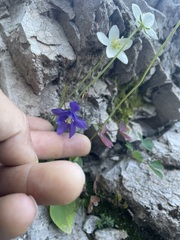 Aquilegia einseleana, photograph (c) Adam Kamal, some rights reserved (CC BY)