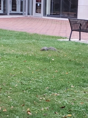 Sciurus carolinensis