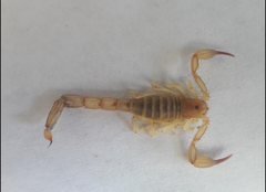Chihuahuanus russelli
