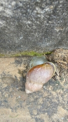 Gastropoda