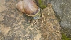 Gastropoda