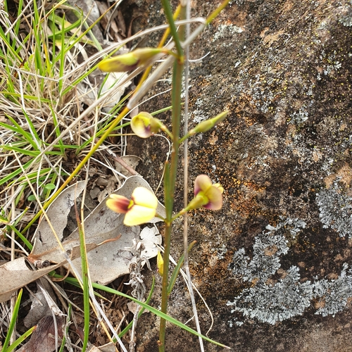leafy templetonia (Templetonia stenophylla)