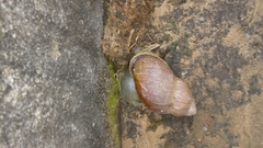 Gastropoda
