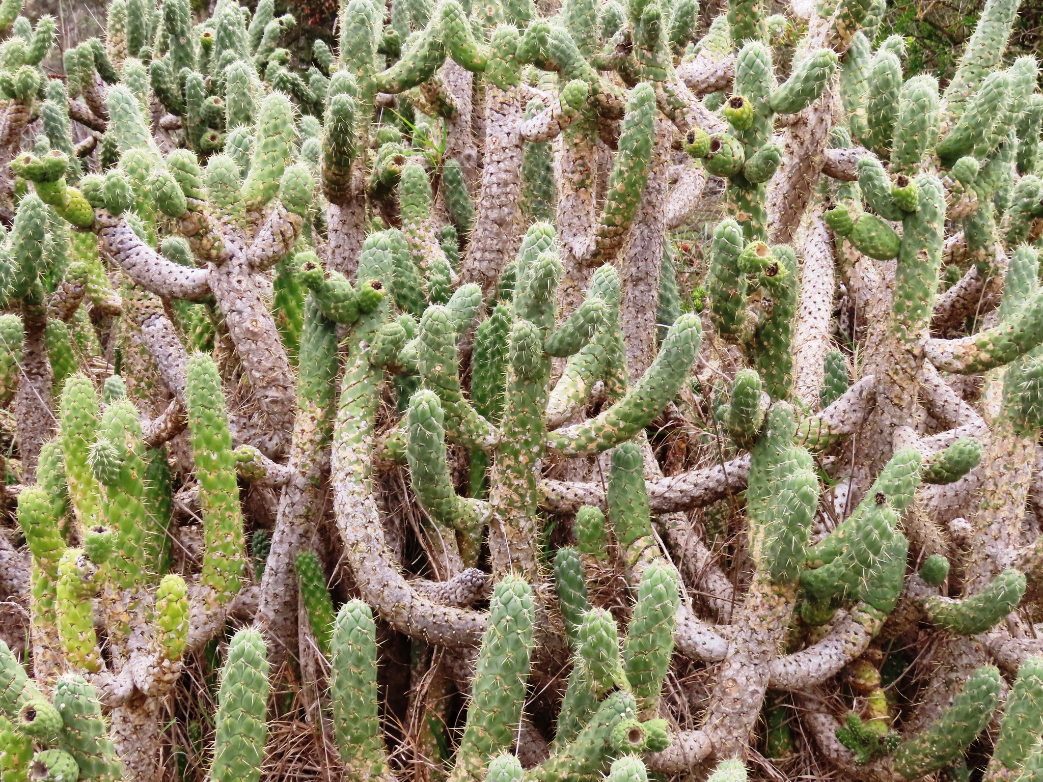 Imagem de Austrocylindropuntia cylindrica