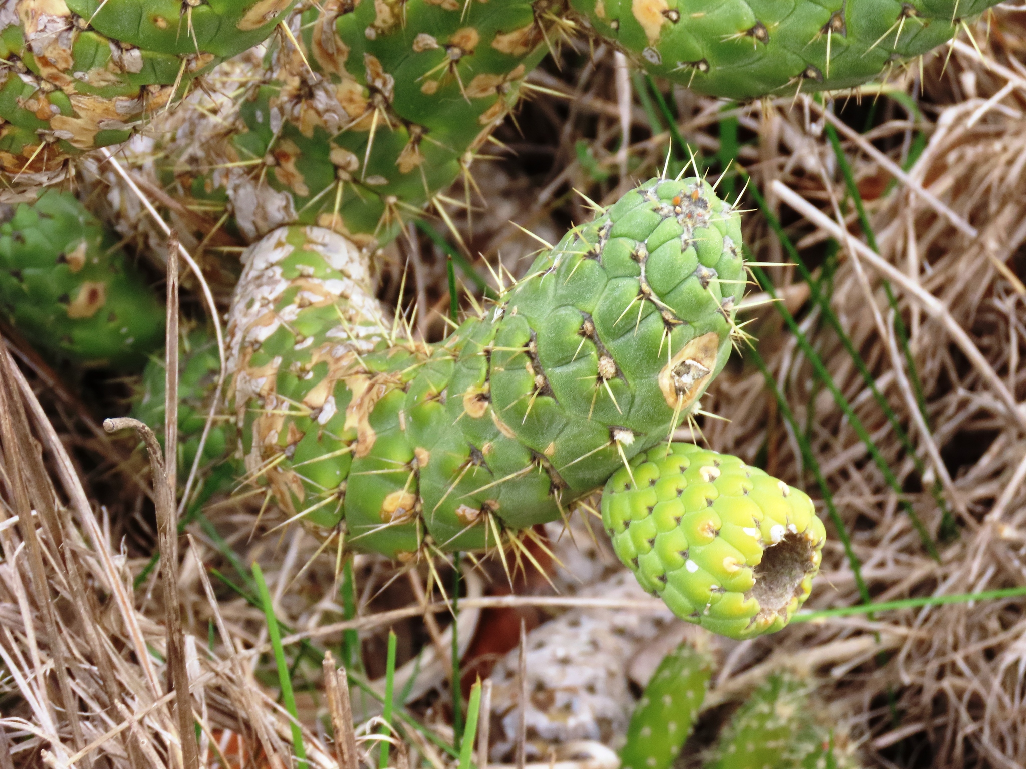 Imagem de Austrocylindropuntia cylindrica