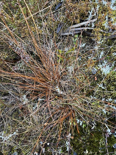 Carex punicea, photograph 4