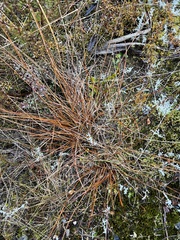 Carex punicea, photograph (c) Hannah Rogers, some rights reserved (CC BY)
