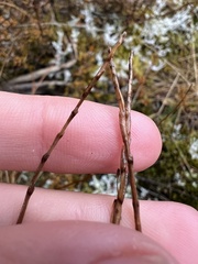Carex punicea, photograph (c) Hannah Rogers, some rights reserved (CC BY)