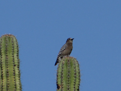 Melanerpes hypopolius