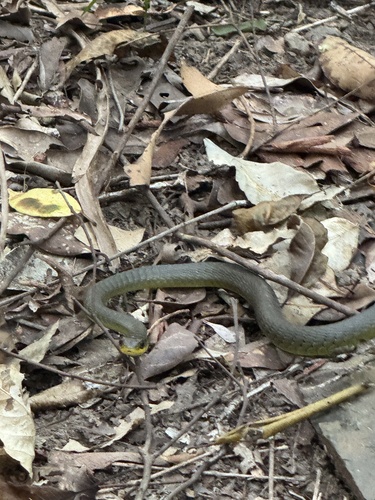 Common Tree Snake sighting
