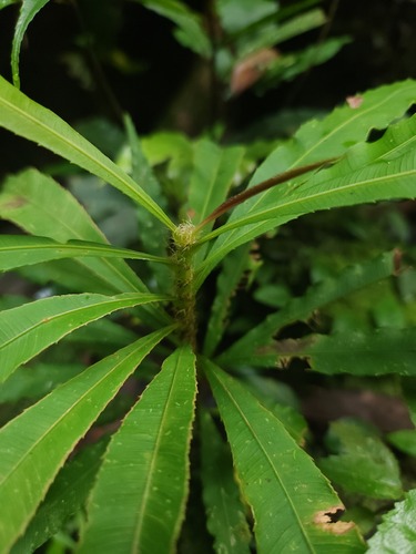Schuurmansia henningsii observed 2025-08-29