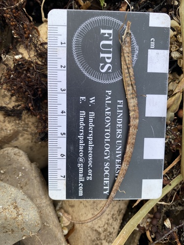Verco's pipefish (Vanacampus vercoi) — Syngnathidae