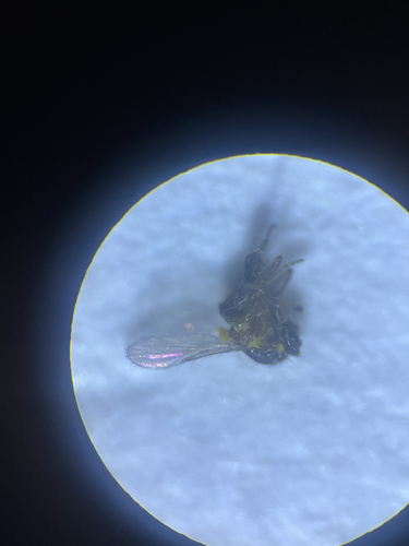 Dasyhelea platychaeta, 2025-09-21
