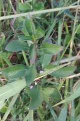 Hygrophila ringens