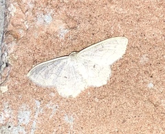 Acratodes suavata