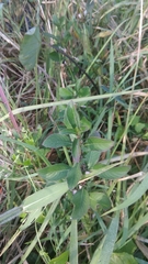 Hygrophila ringens