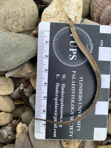 Medium-snouted pipefish (Vanacampus phillipi) — Syngnathidae — 3