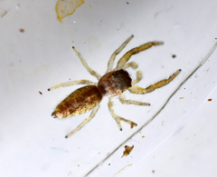 Salticidae