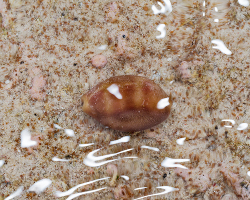 Cypraea schilderorum observed 2025-06-13