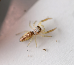 Salticidae
