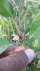 Hygrophila ringens