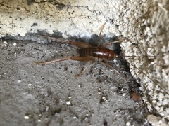 Ceuthophilus hesperus