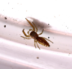 Salticidae