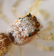 Salticidae