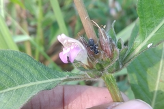 Hygrophila ringens