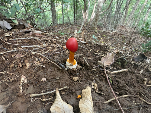 Amanita caesareoides