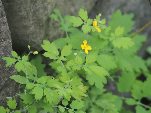 Chelidonium asiaticum (Chelidonium asiaticum)