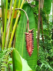 Heliconia mariae