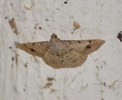 Frederickia flaviterminata