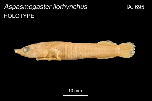 Aspasmogaster liorhynchus