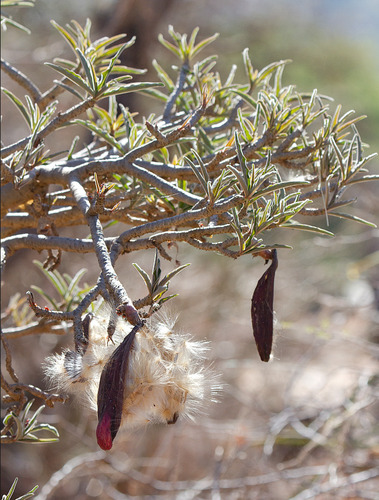 Adenium obesum