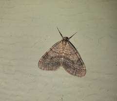 Lepidoptera