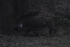 Sus scrofa