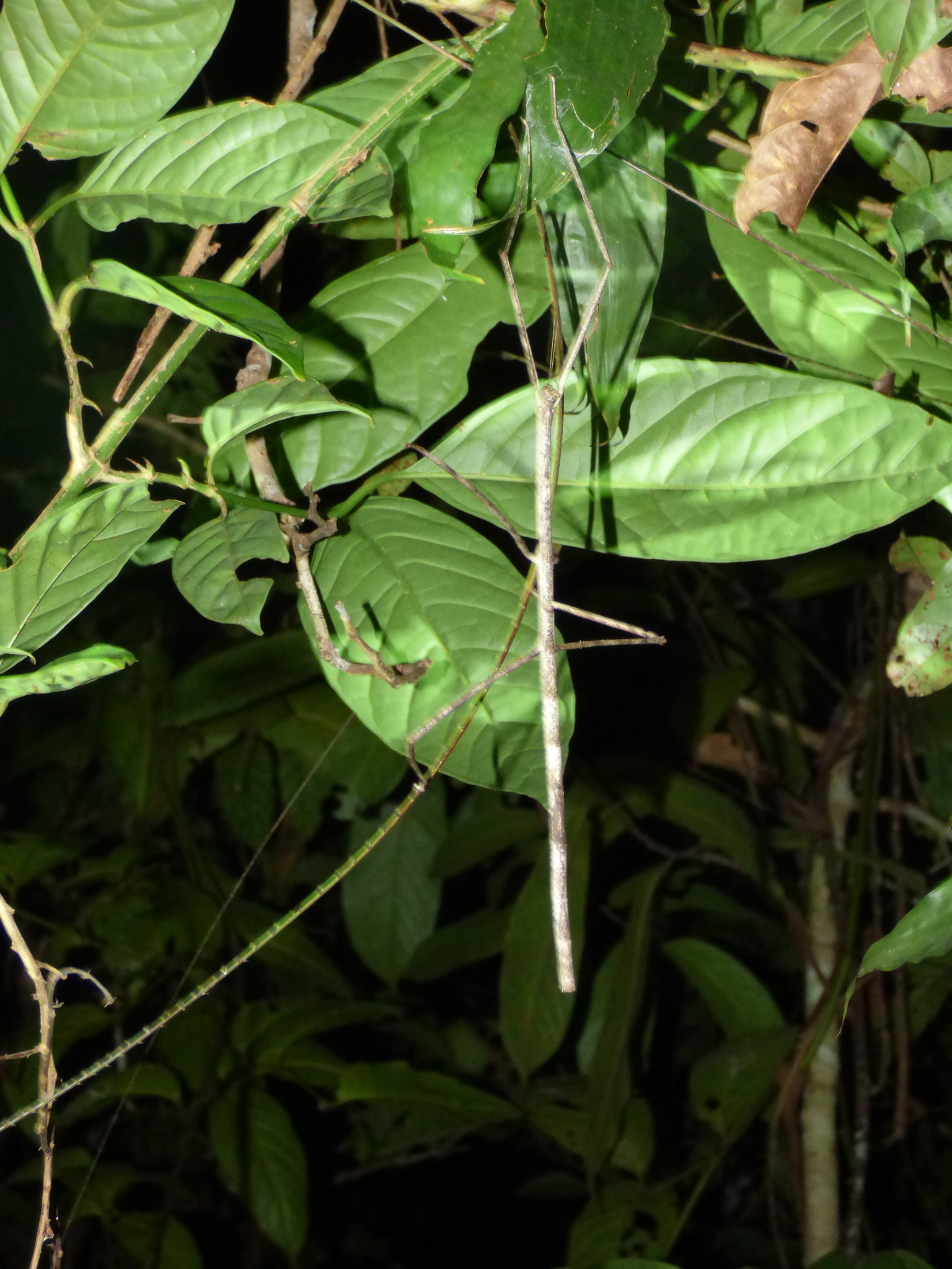 標本　Phobaeticus chani チャンズ・メガスティック　ナナフシ世界最大種② 全長62.4センチのナナフシ、世界最長昆虫の可能性 | パンデモニウム