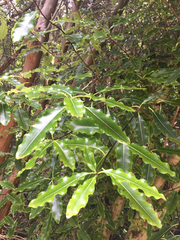 Pittosporum eugenioides