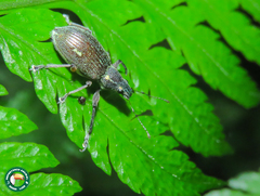 Naupactus condecoratus