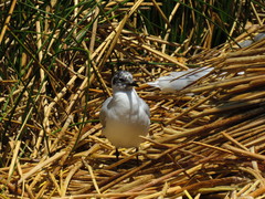 Chroicocephalus serranus