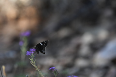 Codatractus arizonensis