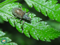 Naupactus condecoratus