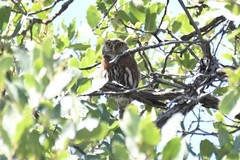 Glaucidium gnoma gnoma