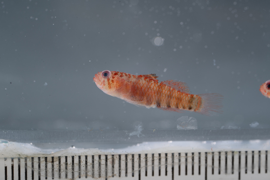 Speckled Dwarfgoby
